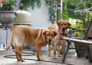 Ginger and Ruby by Pool