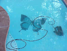 Click for Enlarged Image