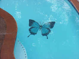 Click for Enlarged Image