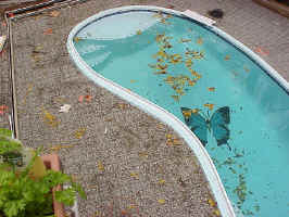 Click for Enlarged Image