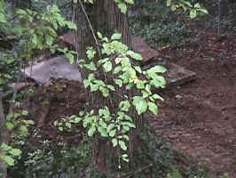 Click for Enlarged Image